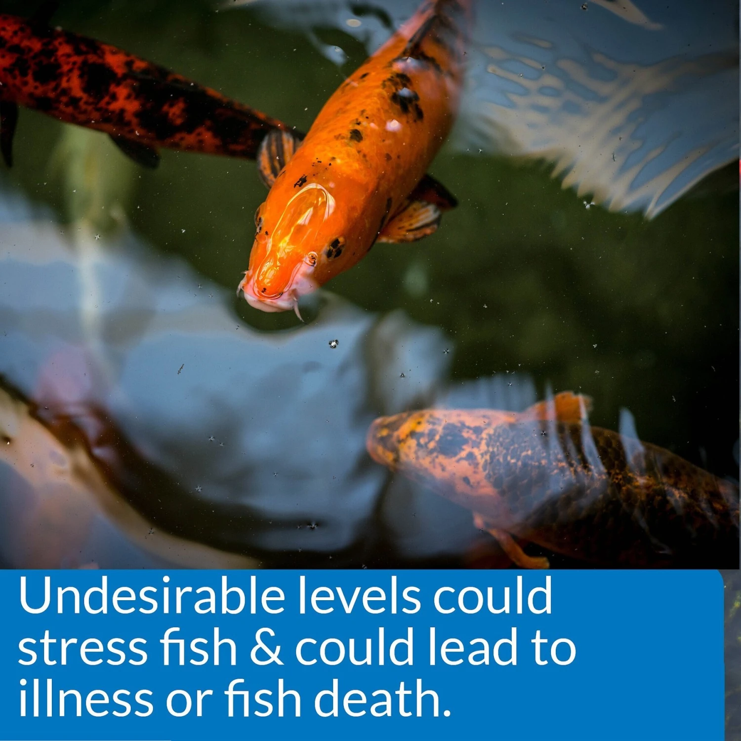 API Pond 5-IN-1 Test Strips 8 API Pond 5-IN-1 Test Strips - Image 6