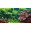 Sporn Static Cling Tropical Aquarium Background 1 Sporn Static Cling Tropical Aquarium Background -Fish Products 129765 MAIN. AC SS1800 V1498068048