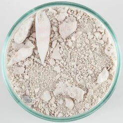 CaribSea Ocean Direct Original Caribbean Marine Live Sand, 40-lb Bag -Fish Products 147305 PT2. AC SS1800 V1528379518