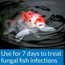 API Pond Pimafix Antifungal Pond Fish Infection Remedy -Fish Products 165860 PT3. AC SS1800 V1555957624