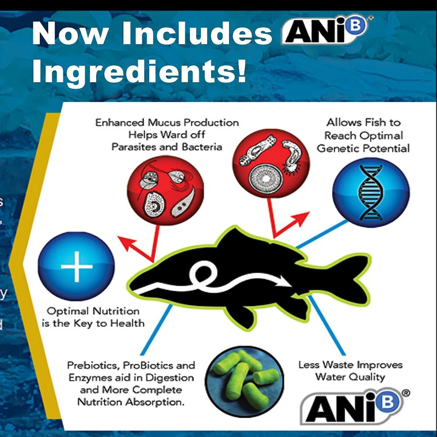 Blackwater Premium Koi And Goldfish Food Cool Season Medium Pellet Fish Food, 40-lb Bag 5 Blackwater Premium Koi And Goldfish Food Cool Season Medium Pellet Fish Food, 40-lb Bag - Image 3