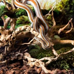 Galapagos Spiderwood Aquarium & Terrarium Accessory, Natural 12 Galapagos Spiderwood Aquarium & Terrarium Accessory, Natural -Fish Products 257668 PT1. AC SS1800 V1684406329