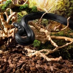 Galapagos Spiderwood Aquarium & Terrarium Accessory, Natural 13 Galapagos Spiderwood Aquarium & Terrarium Accessory, Natural -Fish Products 257668 PT2. AC SS1800 V1684406269