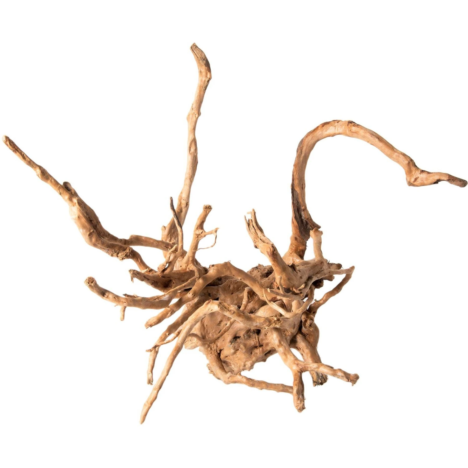 Galapagos Spiderwood Aquarium & Terrarium Accessory, Natural 11 Galapagos Spiderwood Aquarium & Terrarium Accessory, Natural - Image 9