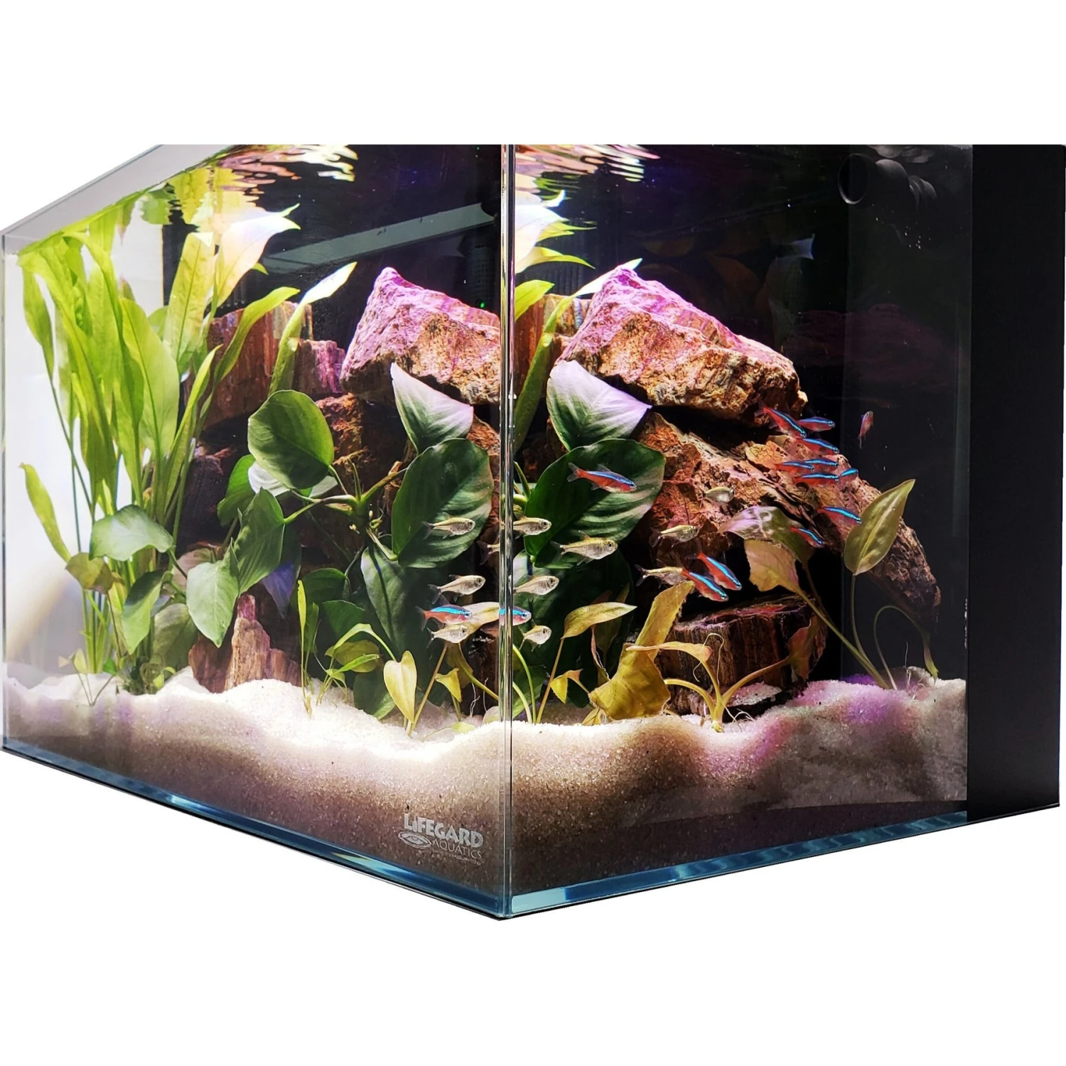 Lifegard Aquatics Crystal Aquarium With Back Filter 4 Lifegard Aquatics Crystal Aquarium With Back Filter - Image 2