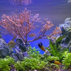 Current USA Weighted Base Bayou Manzanita Branch Aquarium Plant 12 Current USA Weighted Base Bayou Manzanita Branch Aquarium Plant -Fish Products 316546 PT4. AC SS1800 V1628117830