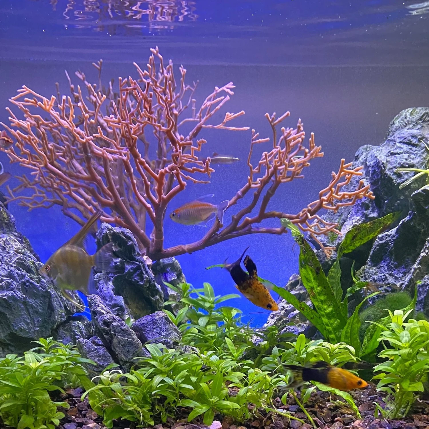 Current USA Weighted Base Bayou Manzanita Branch Aquarium Plant 7 Current USA Weighted Base Bayou Manzanita Branch Aquarium Plant - Image 5