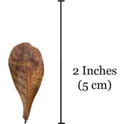 SunGrow Mini Freshwater Indian Almond Leaves Aquarium Water Conditioner For Betta Fish & Shrimp, 50 Count -Fish Products 326827 PT6. AC SS1800 V1649927483