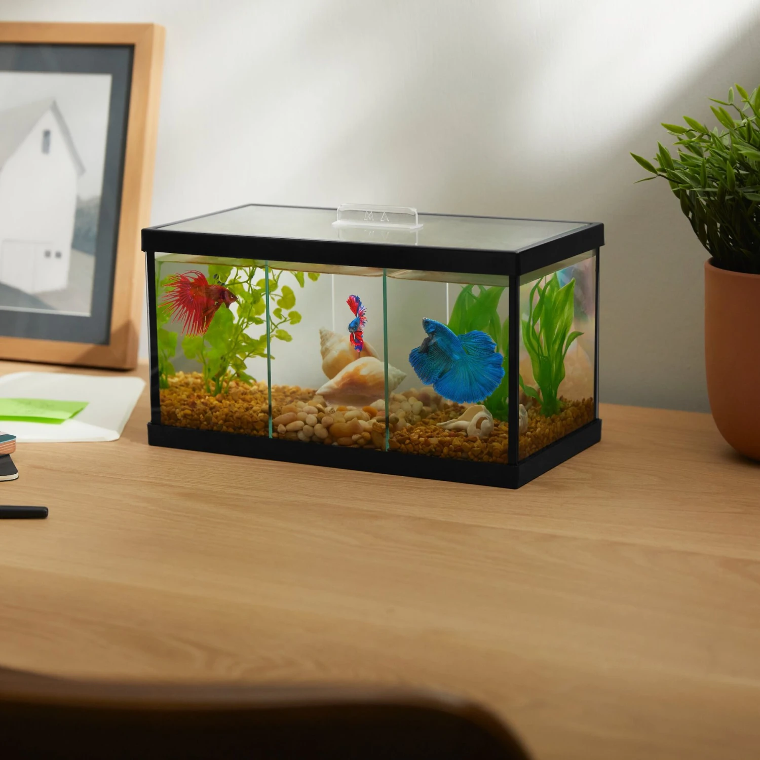 Frisco 3 Betta Aquarium With Divider/Top 6 Frisco 3 Betta Aquarium With Divider/Top - Image 4