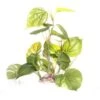 Underwater Treasures Jade Pothos Fish Plant
