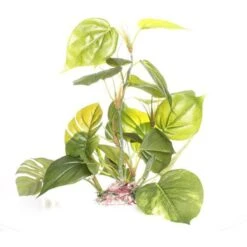 Underwater Treasures Jade Pothos Fish Plant