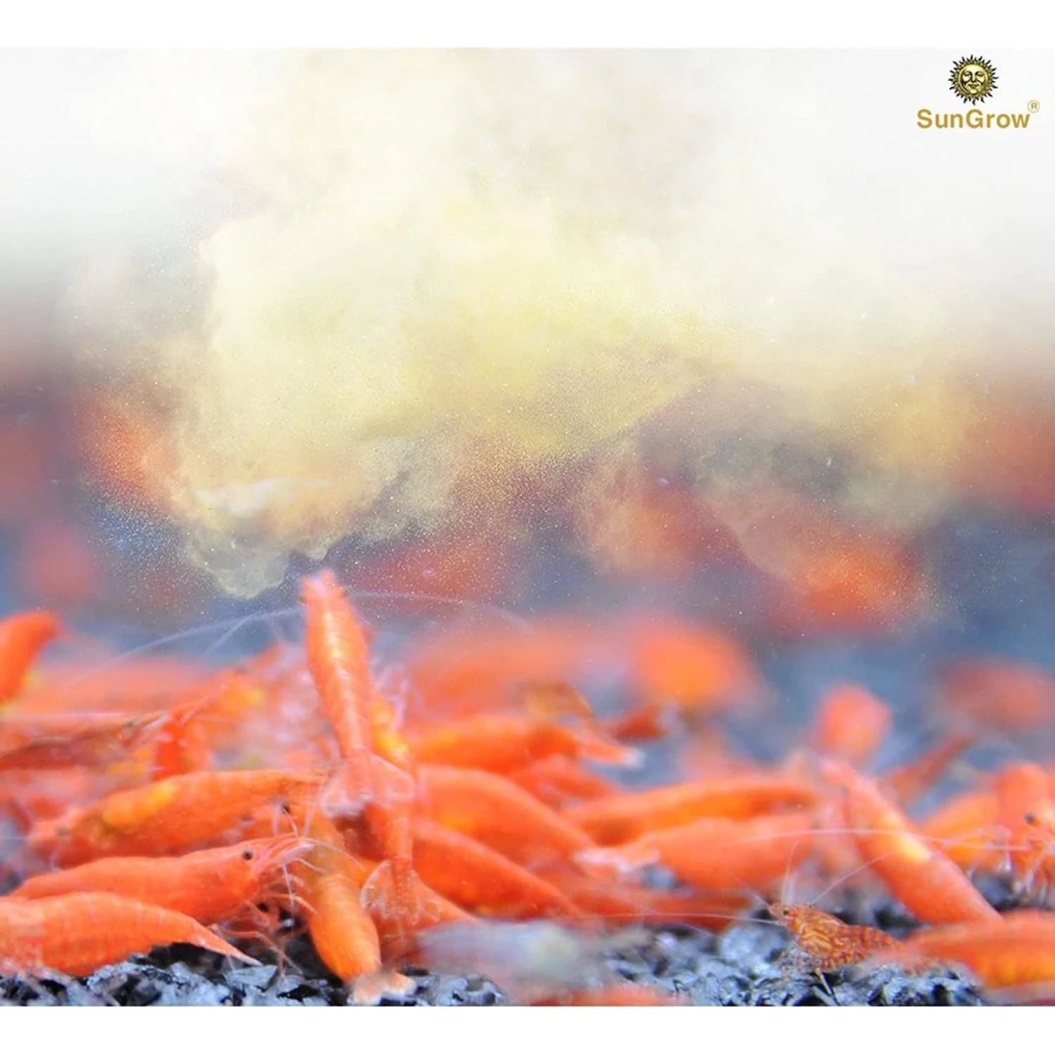 SunGrow Probiotic Powder Supplement For Freshwater Aquarium Baby Cherry Shrimp Food, 2-oz Bag 4 SunGrow Probiotic Powder Supplement For Freshwater Aquarium Baby Cherry Shrimp Food, 2-oz Bag - Image 2