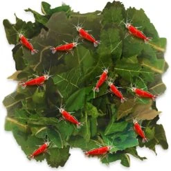 SunGrow Dried Mulberry Leaves Growth Supplement For Freshwater Aquarium Snail & Cherry Shrimp Food