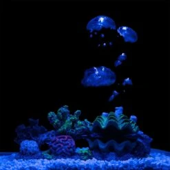 GloFish Coral Air Aquarium Pump Décor -Fish Products 714654 PT3. AC SS1800 V1670616720