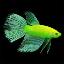 GloFish Betta Aquarium Water Balance, 2-oz Bottle -Fish Products 714974 PT3. AC SS1800 V1670619341