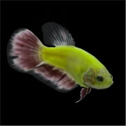 GloFish Betta Aquarium Water Balance, 2-oz Bottle -Fish Products 714974 PT4. AC SS1800 V1670619285