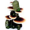 Penn-Plax Deco-Replicas Tree Trunk With Shelf Mushrooms Aquarium Decoration Fish Ornament, Medium