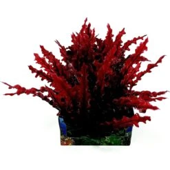 Penn-Plax Aqua-Scaping Red Bunch Fish Plant, Large, Red, 5 Count