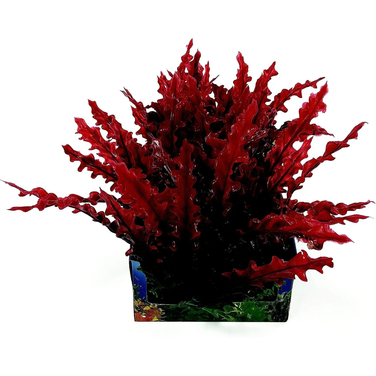 Penn-Plax Aqua-Scaping Red Bunch Fish Plant, Large, Red, 5 Count 3 Penn-Plax Aqua-Scaping Red Bunch Fish Plant, Large, Red, 5 Count