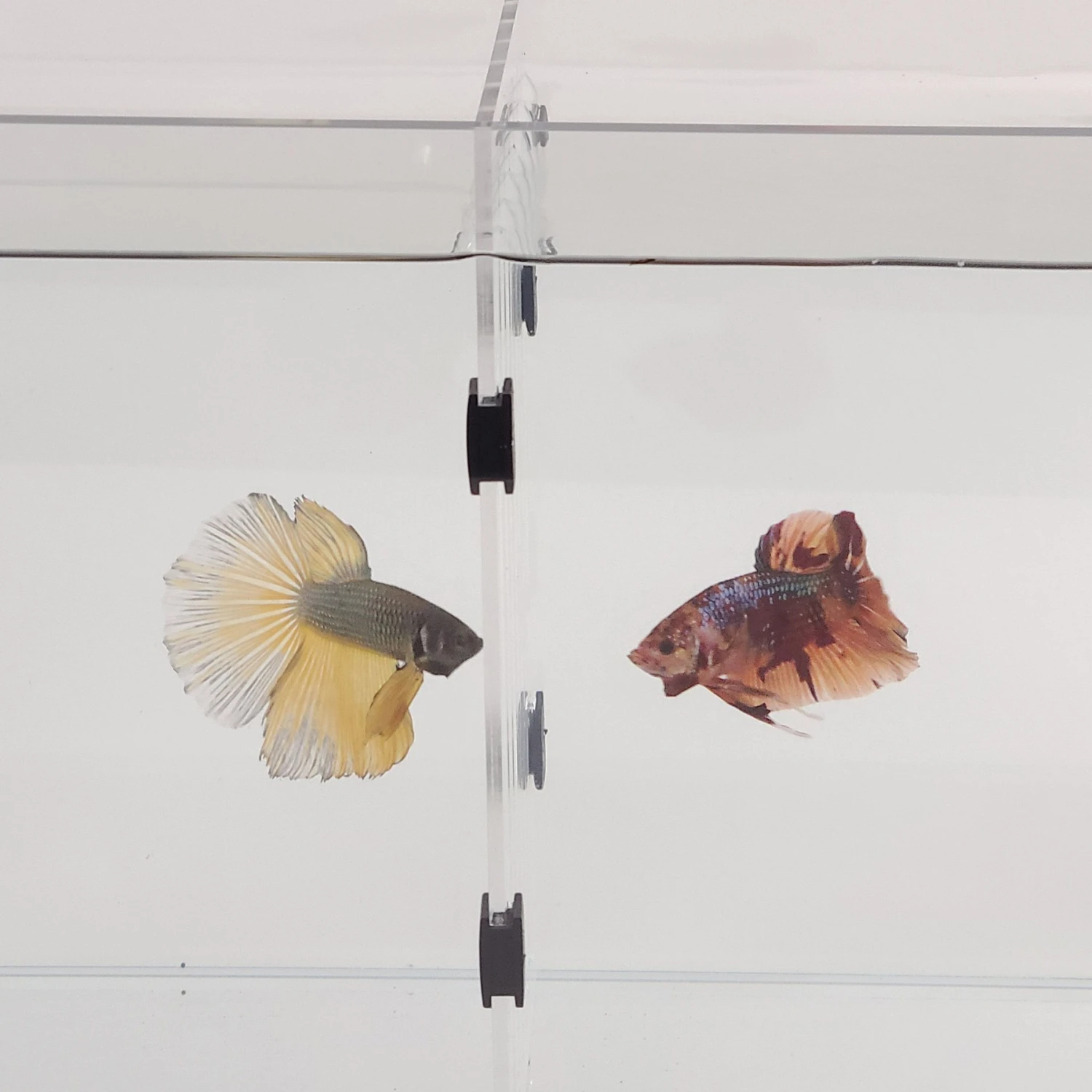 Lifegard Aquarium R460042 & R460082 Acrylic Dividers, 16-gal, 2-pack 5 Lifegard Aquarium R460042 & R460082 Acrylic Dividers, 16-gal, 2-pack - Image 3