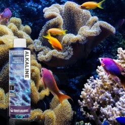 Reeflowers Alkaline Easy Balling I Fish Aquarium Water Conditioner, 17-oz Bottle -Fish Products 893006 PT7. AC SS1800 V1688756121