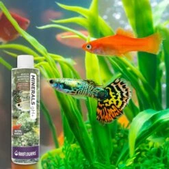 Reeflowers Minerals GH+ Fish Aquarium Water Conditioner 15 Reeflowers Minerals GH+ Fish Aquarium Water Conditioner -Fish Products 893118 PT6. AC SS1800 V1688750606