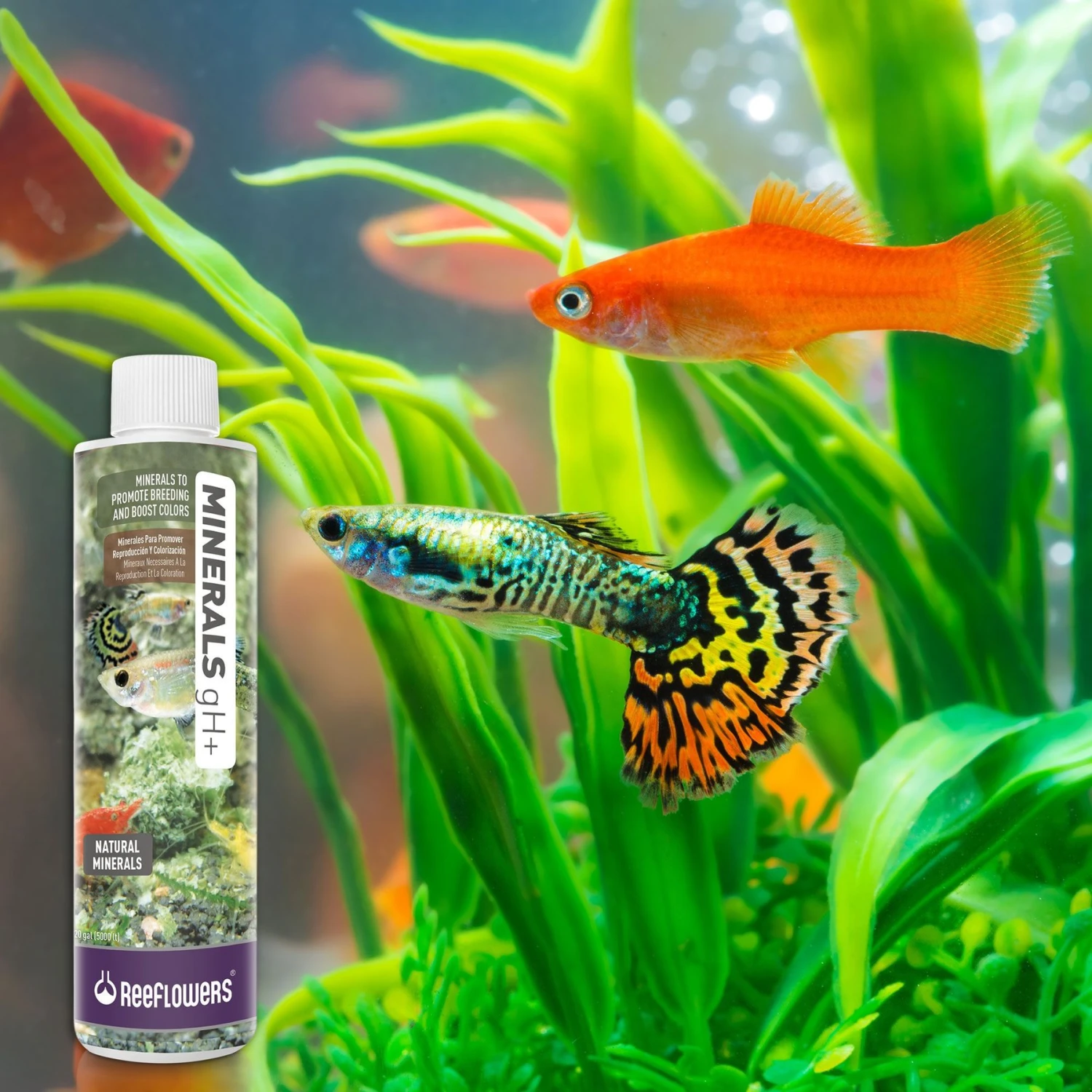 Reeflowers Minerals GH+ Fish Aquarium Water Conditioner 9 Reeflowers Minerals GH+ Fish Aquarium Water Conditioner - Image 7