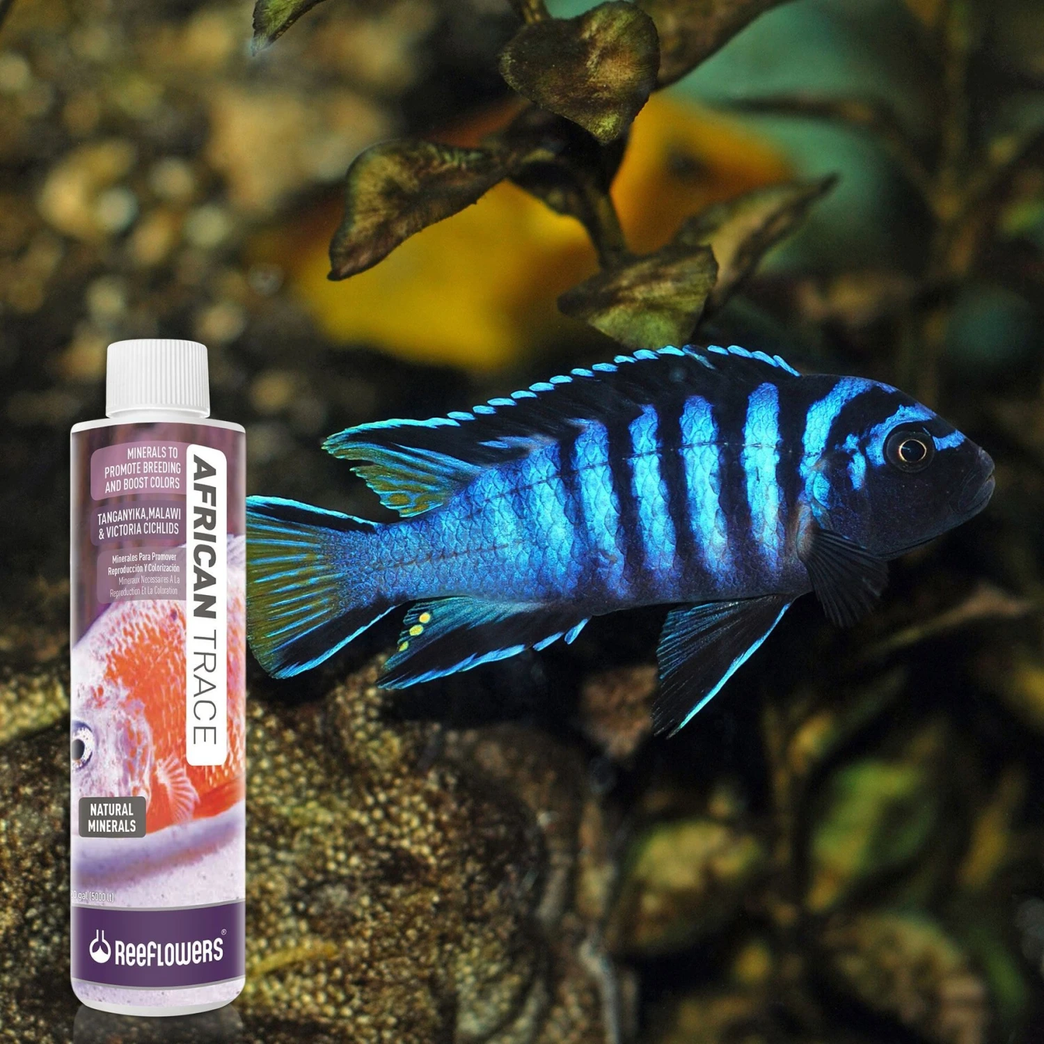 Reeflowers African Trace Fish Aquarium Water Conditioner 9 Reeflowers African Trace Fish Aquarium Water Conditioner - Image 7