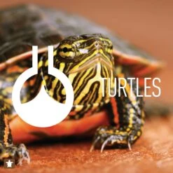 Reeflowers Turtle NoTox Effective Fish Aquarium Water Conditioner, 2.9-oz Bottle 13 Reeflowers Turtle NoTox Effective Fish Aquarium Water Conditioner, 2.9-oz Bottle -Fish Products 893614 PT4. AC SS1800 V1688756179