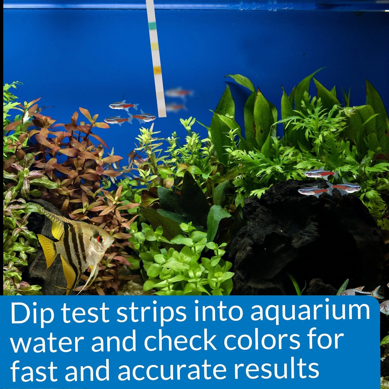 API 5 In 1 Freshwater & Saltwater Aquarium Test Strips 9 API 5 In 1 Freshwater & Saltwater Aquarium Test Strips - Image 7