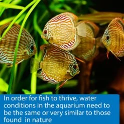 API PH Freshwater & Saltwater Aquarium Test Strips 17 API PH Freshwater & Saltwater Aquarium Test Strips -Fish Products 94301 PT7. AC SS1800 V1570549347