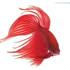 API Bettafix Antibacterial & Antifungal Betta Fish Infection Remedy -Fish Products 94326 PT3. AC SS1800 V1570549365