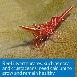 API Calcium Saltwater Aquarium Test Kit -Fish Products 94360 PT7. AC SS1800 V1570549354