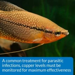 API Copper Cu+ Freshwater & Saltwater Aquarium Test Kit -Fish Products 94364 PT6. AC SS1800 V1570549636