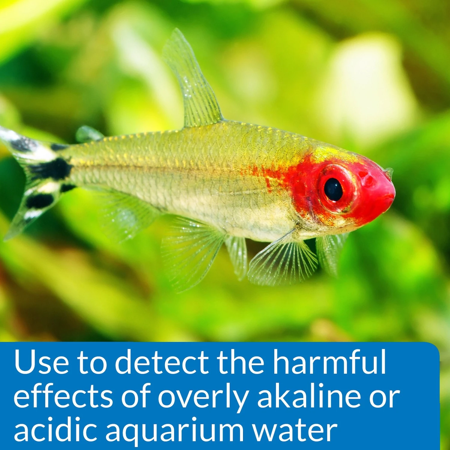 API High Range PH Fresh & Salt Water Aquarium Test Kit 7 API High Range PH Fresh & Salt Water Aquarium Test Kit - Image 5