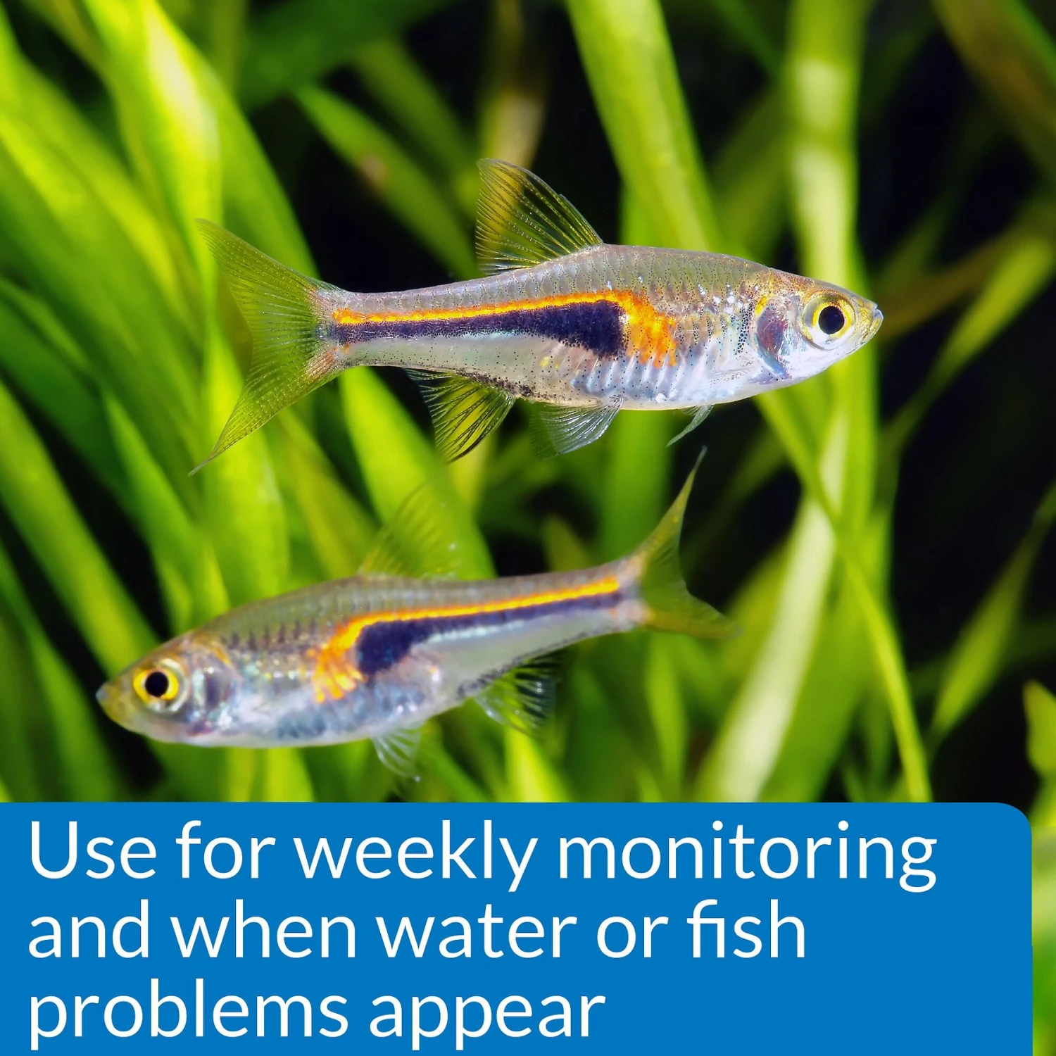 API Nitrate NO3 Freshwater & Saltwater Aquarium Test Kit 7 API Nitrate NO3 Freshwater & Saltwater Aquarium Test Kit - Image 5