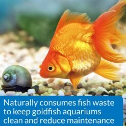 API Goldfish Protect Aquarium Water Conditioner -Fish Products 94378 PT4. AC SS1800 V1570549920