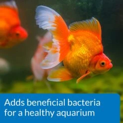 API Goldfish Protect Aquarium Water Conditioner -Fish Products 94378 PT6. AC SS1800 V1570549925