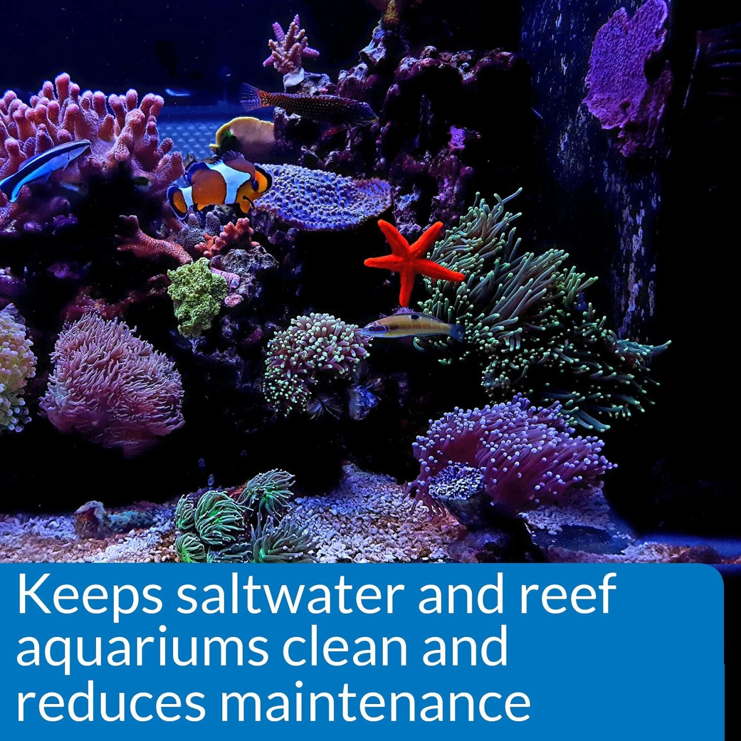 API Marine Stress Zyme Saltwater Aquarium Cleaning Solution 6 API Marine Stress Zyme Saltwater Aquarium Cleaning Solution - Image 4