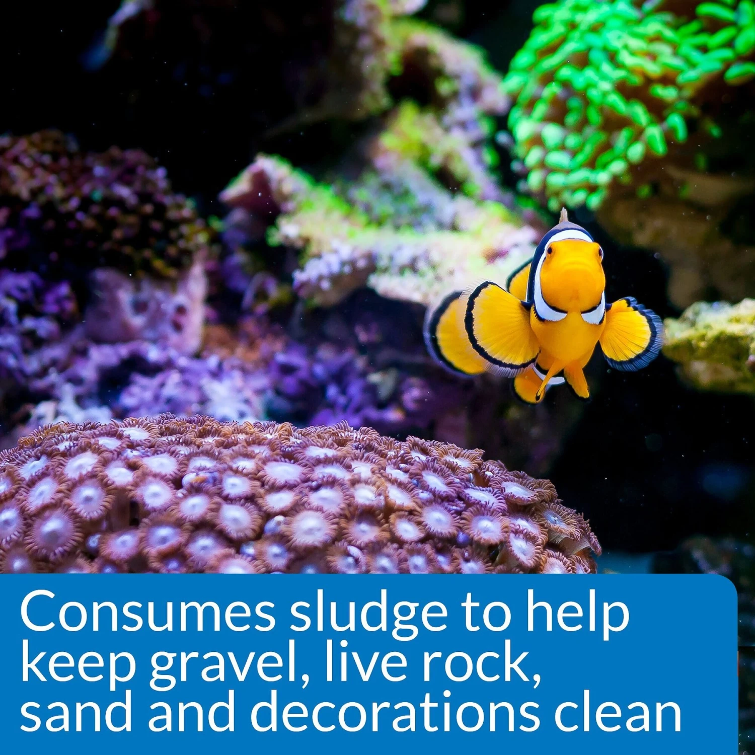 API Marine Stress Zyme Saltwater Aquarium Cleaning Solution 7 API Marine Stress Zyme Saltwater Aquarium Cleaning Solution - Image 5