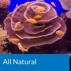API Marine Stress Zyme Saltwater Aquarium Cleaning Solution 14 API Marine Stress Zyme Saltwater Aquarium Cleaning Solution -Fish Products 94403 PT6. AC SS1800 V1570549964