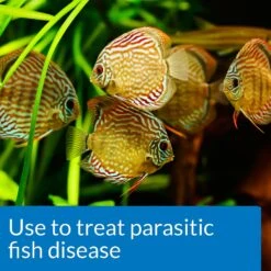 API General Cure Freshwater & Saltwater Aquarium Parasitic Fish Disease Treatment 15 API General Cure Freshwater & Saltwater Aquarium Parasitic Fish Disease Treatment -Fish Products 94459 PT4. AC SS1800 V1570550853