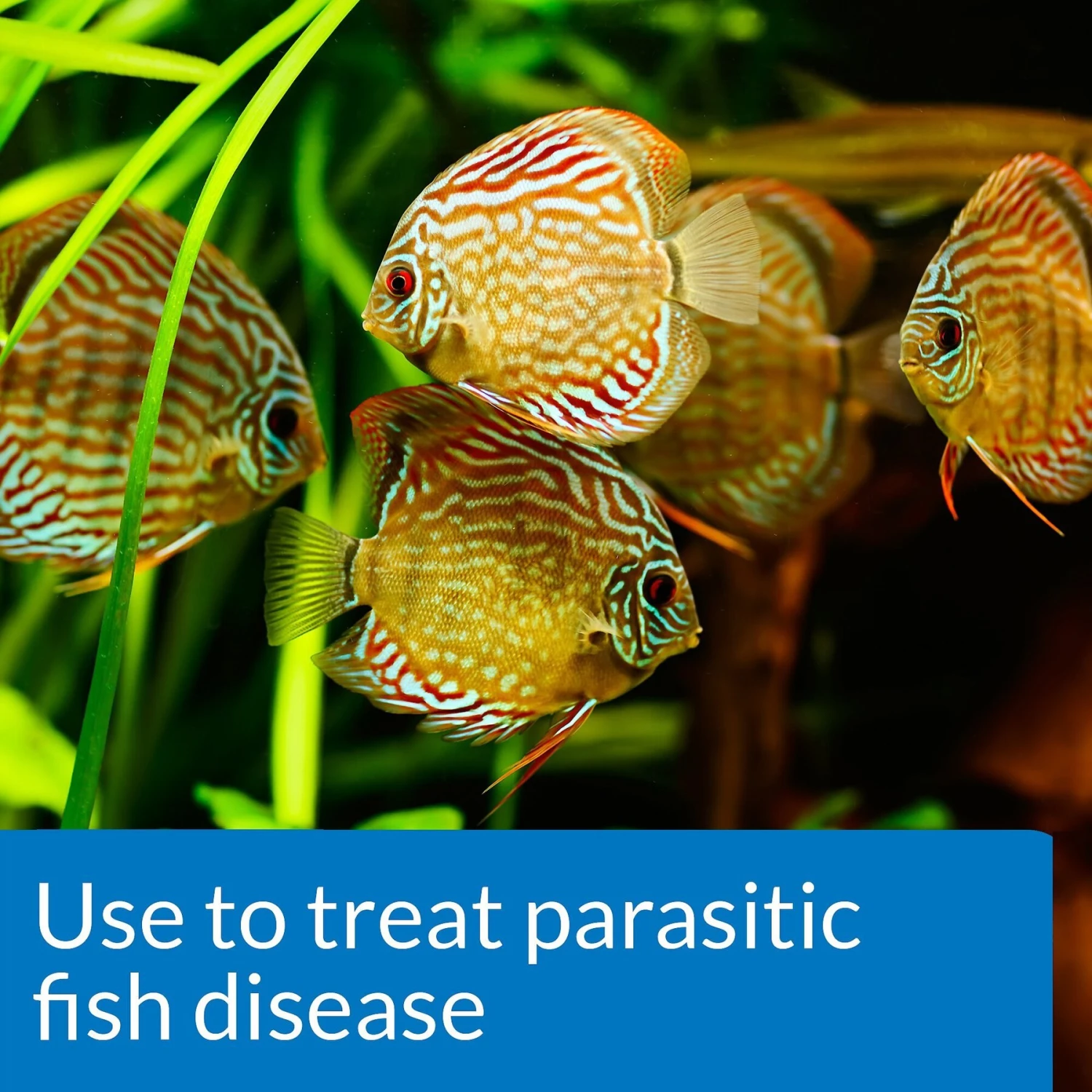 API General Cure Freshwater & Saltwater Aquarium Parasitic Fish Disease Treatment 7 API General Cure Freshwater & Saltwater Aquarium Parasitic Fish Disease Treatment - Image 5