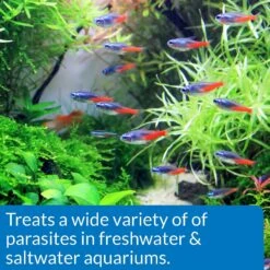 API General Cure Freshwater & Saltwater Aquarium Parasitic Fish Disease Treatment 16 API General Cure Freshwater & Saltwater Aquarium Parasitic Fish Disease Treatment -Fish Products 94459 PT5. AC SS1800 V1570550948