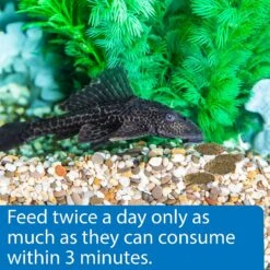 API Algae Eater Wafers Fish Food -Fish Products 94529 PT4. AC SS1800 V1570552368