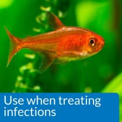 API Pimafix Freshwater & Saltwater Fish Fungal Infection Remedy -Fish Products 94564 PT5. AC SS1800 V1570552954