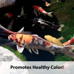 Kaytee Koi's Choice Premium Fish Food -Fish Products 95330 pt6. AC SS1800 V1577495620