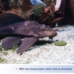 Aqueon Algae Rounds Bottom Feeder Fish Food -Fish Products 96878 PT2. AC SS1800 V1638484070