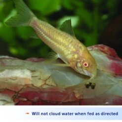 Aqueon Shrimp Pellets Fish Food -Fish Products 96962 PT6. AC SS1800 V1614179500